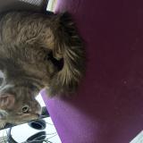 Foto de gato encontrado en Villeneuve Saint Georges