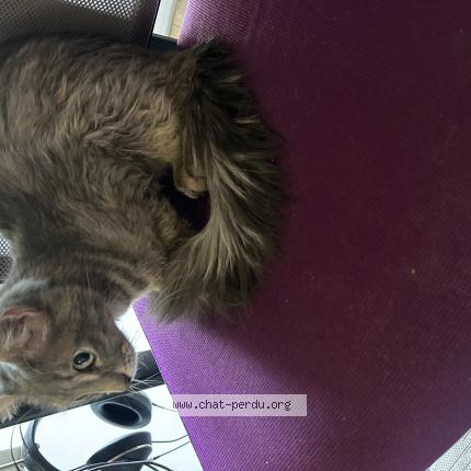 Foto 1/1 Gato encontrado Encontrado en Villeneuve saint georges