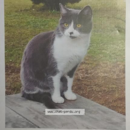 Foto 1/1 KODA Chat perdido en Nersac