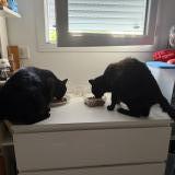 Foto del gato perdido en La Plaine Sur Mer