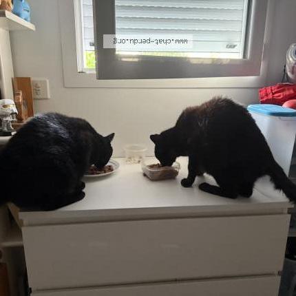 Foto 1/1 Pépin Chat perdido en La plaine sur mer