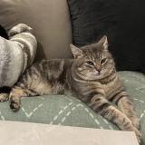 Foto del gato perdido en Audincourt