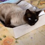 Foto del gato perdido en Orange