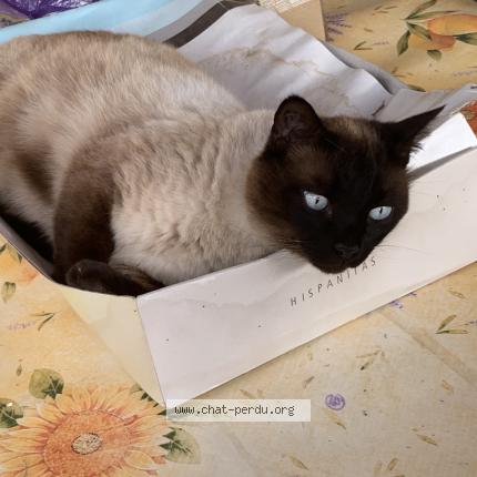 Foto 1/1 Poopy Chat perdido en Orange