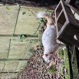 Foto de gato encontrado en Le Vieux Marche