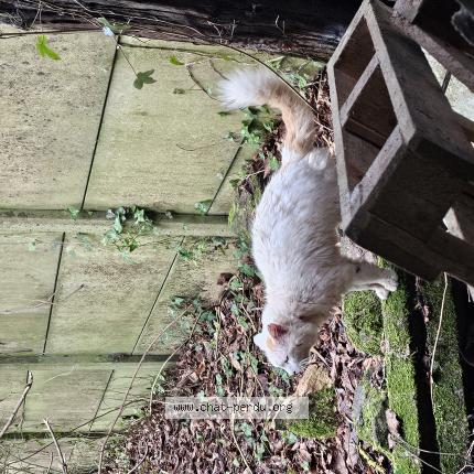 Foto 1/1 Gato encontrado Encontrado en Le vieux marche