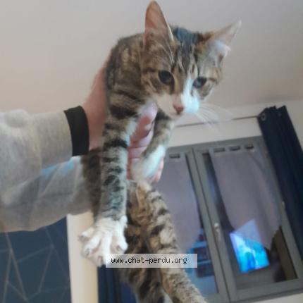 Foto 1/1 Gato encontrado Encontrado en Yebleron