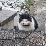 Foto de gato encontrado en Strasbourg