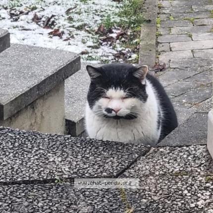 Foto 1/1 Gato encontrado Encontrado en Strasbourg