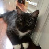 Foto del gato perdido en Surrey