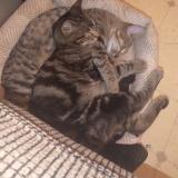 Foto del gato perdido en Surprise