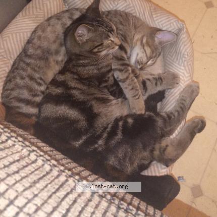 Foto 1/1 Booger Chat perdido en Surprise