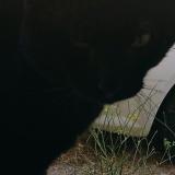 Foto del gato perdido en Bages