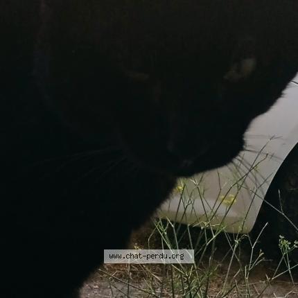 Foto 1/1 Diablo Chat perdido en Bages