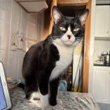 Foto del gato perdido en Albacete