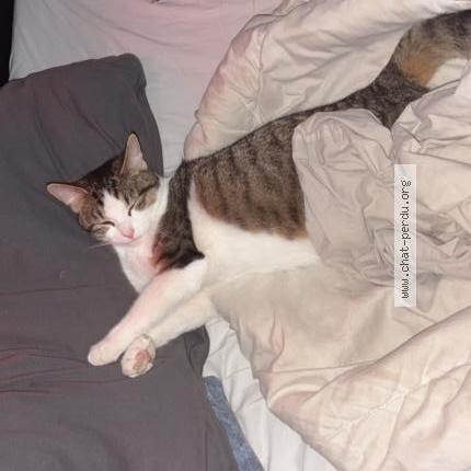 Foto 1/1 Gaia Chat perdido en Courcelles