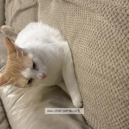 Foto 1/1 Winnie Chat perdido en Plouezec