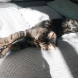 Foto del gato perdido en Begles