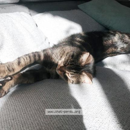 Foto 1/1 Crabe Chat perdido en Begles