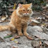 Foto del gato perdido en Mumbai