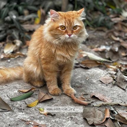 Foto 1/1 Kiro Chat perdido en Mumbai