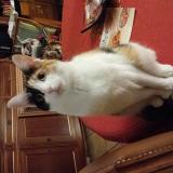 Foto del gato perdido en Les Issambres