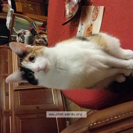 Foto 1/1 Tulipe Chat perdido en Les issambres