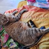 Foto del gato perdido en Cunac