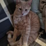 Foto del gato perdido en Besancon