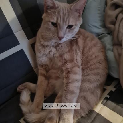 Foto 1/1 Chatouille Chat perdido en Besancon