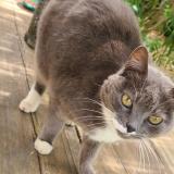 Foto de gato encontrado en St Mathieu De Treviers