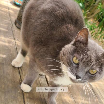 Foto 1/1 Gato encontrado Encontrado en St mathieu de treviers