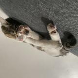 Foto del gato perdido en Septemes Les Vallons