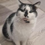 Foto de gato encontrado en Gex