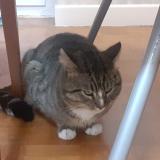 Foto de gato encontrado en Cournon