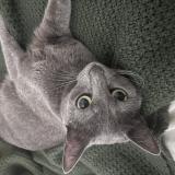 Foto del gato perdido en Marseille