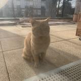 Foto de gato encontrado en Pierrefitte Sur Seine