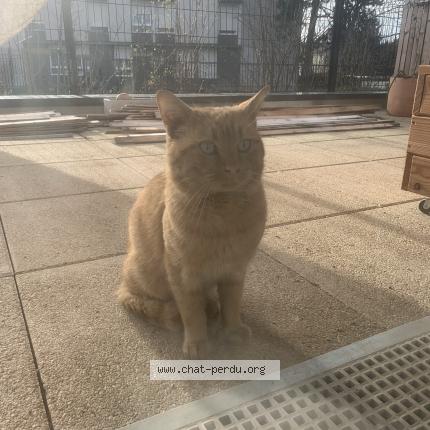 Foto 1/1 Gato encontrado Encontrado en Pierrefitte sur seine