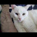 Foto del gato perdido en Davenport