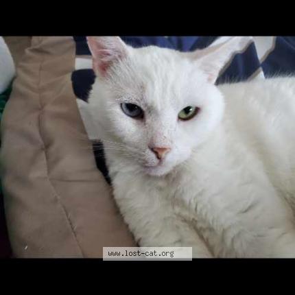 Foto 1/1 Snowball Chat perdido en Davenport