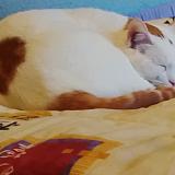 Foto de gato encontrado en Saint Sulpice La Pointe