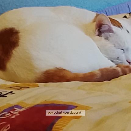 Foto 1/1 Gato encontrado Encontrado en Saint sulpice la pointe