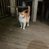 Foto de gato encontrado en Essarts En Bocage