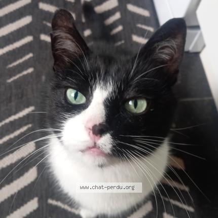 Foto 1/1 Saska Chat perdido en Uccle