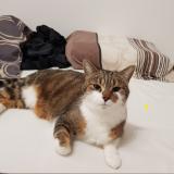 Foto del gato perdido en Marsens