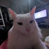 Foto del gato perdido en Merced