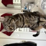 Foto del gato perdido en Saint Fons