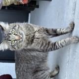 Foto del gato perdido en Las Vegas