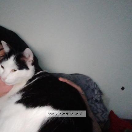 Foto 1/1 Mabula Chat perdido en Le bourget