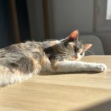 Foto del gato perdido en Ciboure